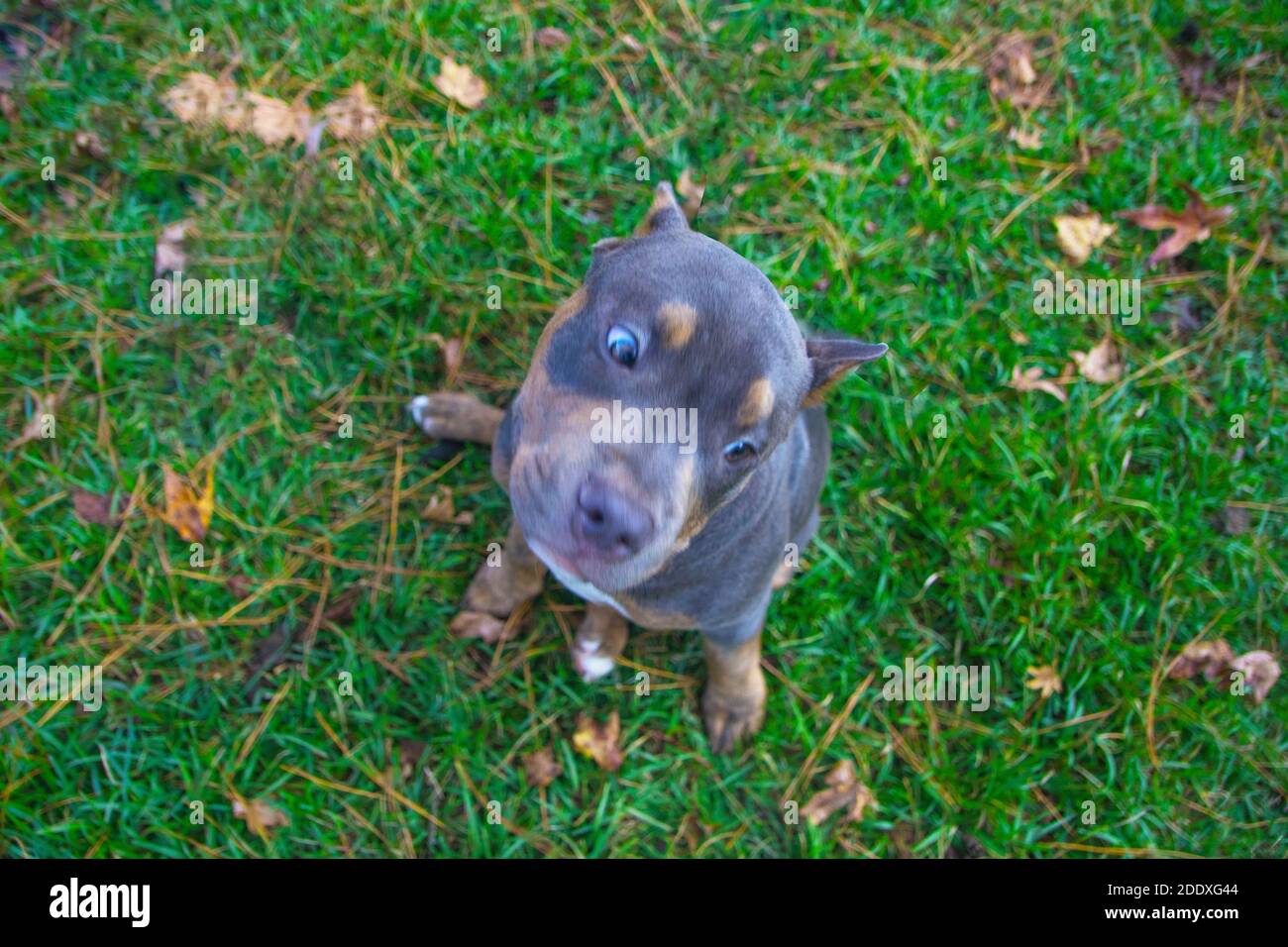 Junger Pit Bull Hund, der im grünen Gras steht Sieht lustig aus Stockfoto