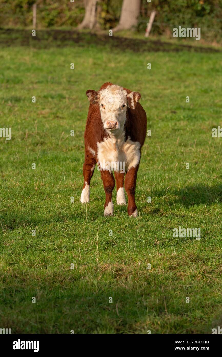Kleine braune und weiße Kuh mit schönen Augen stehen auf einer grünen Wiese, das Thema der heimischen Nutztiere. Stockfoto