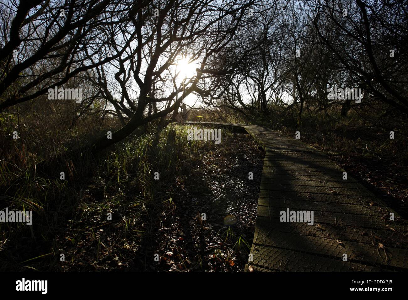 Die Promenade führt durch den feuchten Wald im Magor Marsh Wildlife Reserve in South Wales. VEREINIGTES KÖNIGREICH Stockfoto