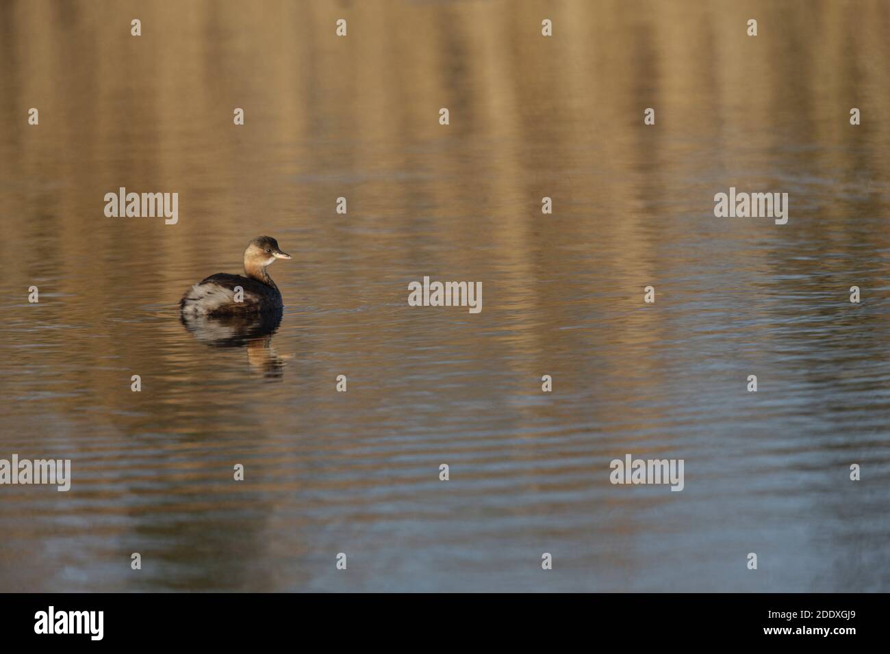 Ein kleiner Zwergtaucher - Tachybaptus ruficollis - auf dem großen Teich im Magor Marsh Wildlife Reserve in South Wales. VEREINIGTES KÖNIGREICH Stockfoto