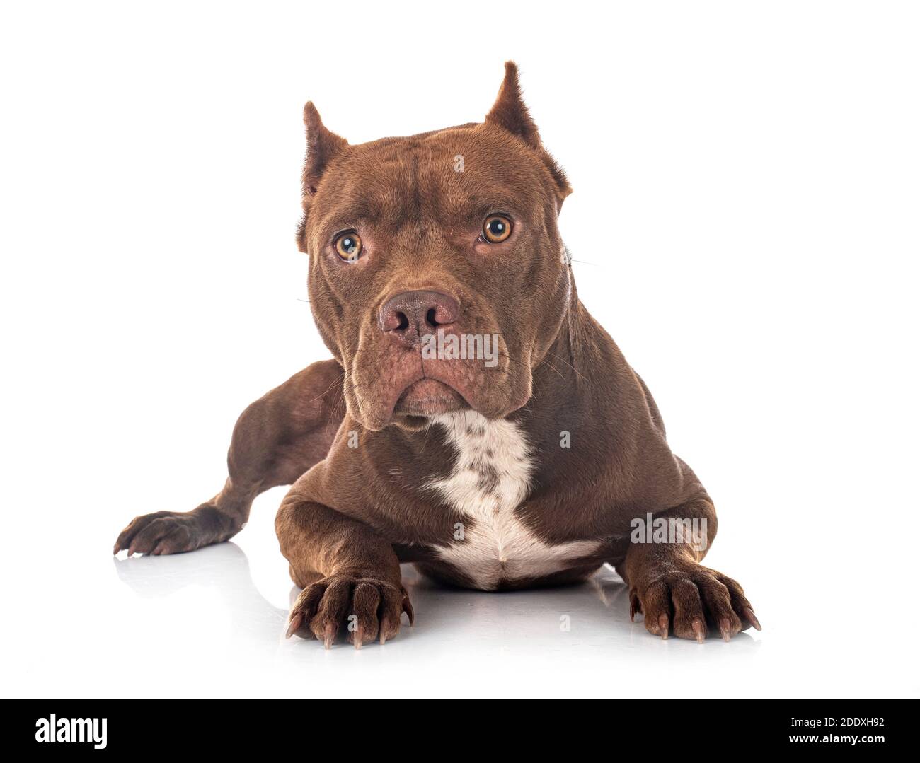 amerikanischer Pit Bull Terrier vor weißem Hintergrund Stockfoto