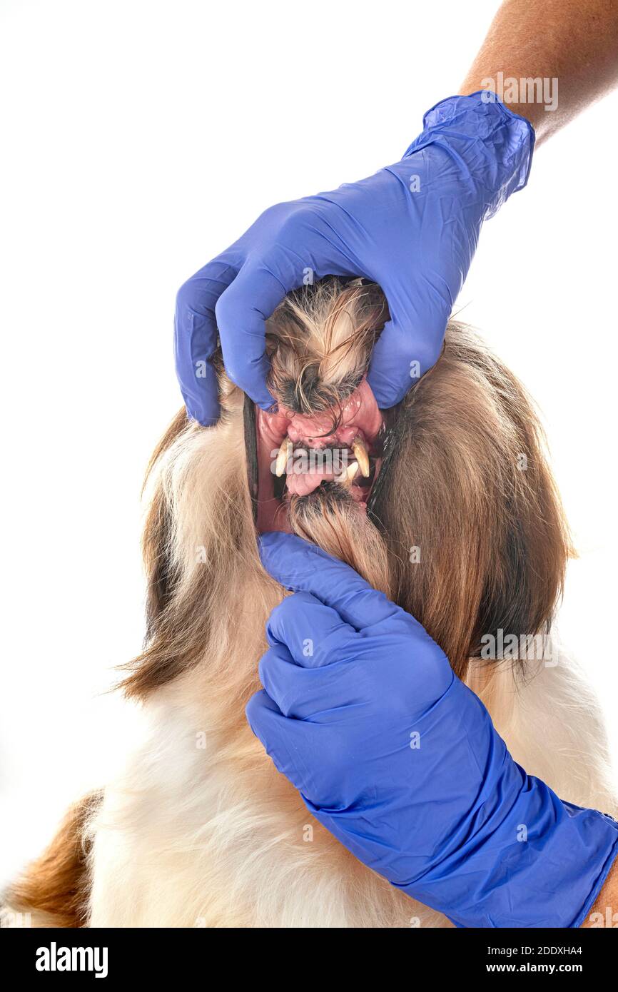 Zahnbelag vor weißem Hintergrund Stockfoto