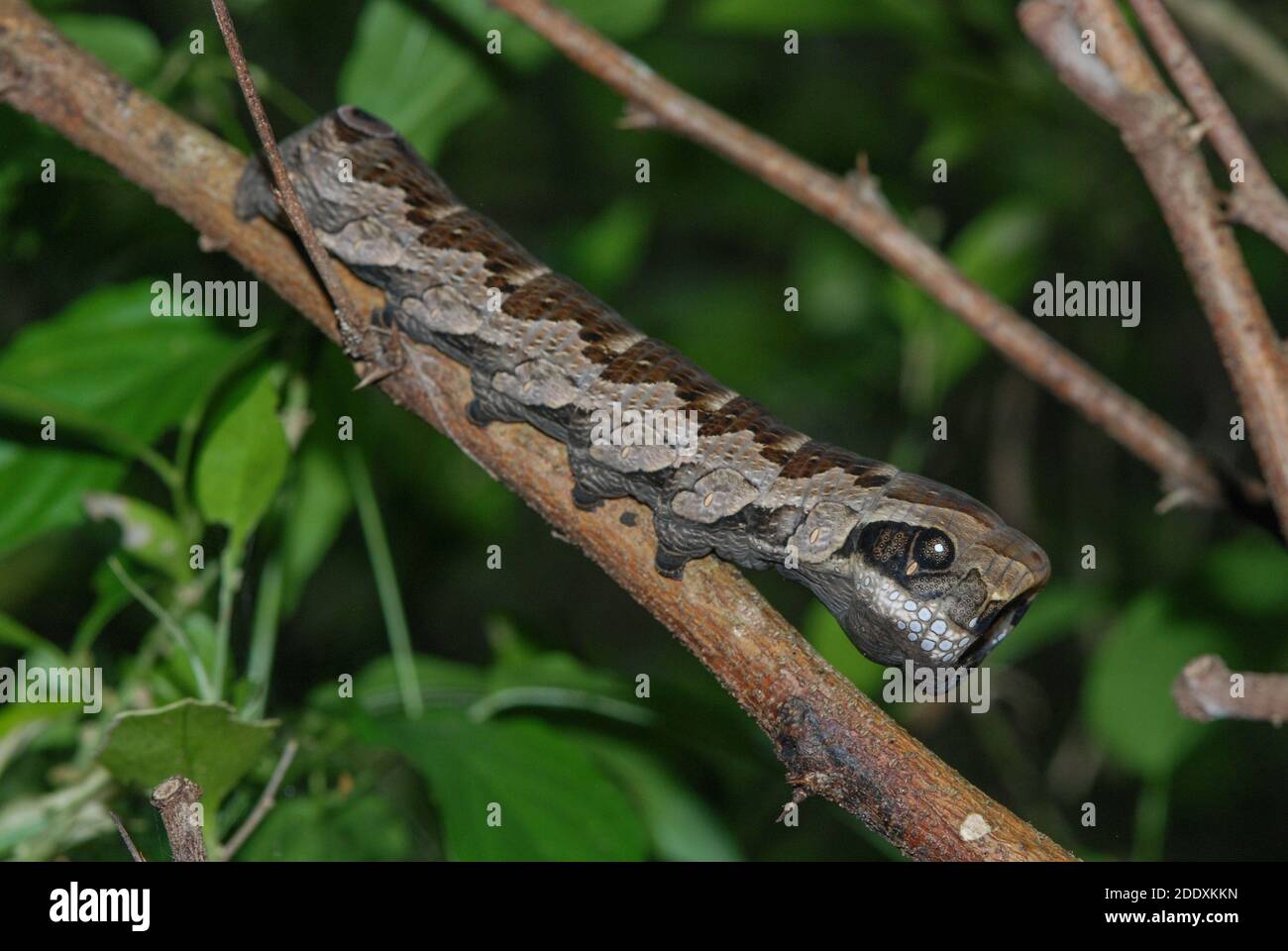 Die Raupe der knalligen Sphinx-Motte (Eumorpha labruscae) ahmt eine Schlange nach, um sich vor Raubtieren zu schützen. Stockfoto