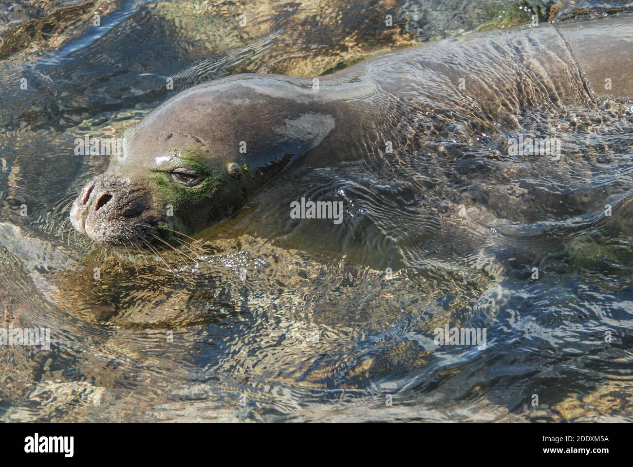 Eine hawaiianische Mönchsrobbe (Neomonachus schauinslandi) aus Kauai, diese gefährdeten Robben sind endemisch auf Hawaii und vom Aussterben bedroht. Stockfoto