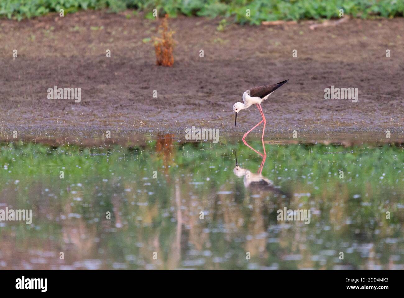 Schwarzflügelige Stit Fütterung auf Augenhöhe in natürlichen Teich. Stockfoto