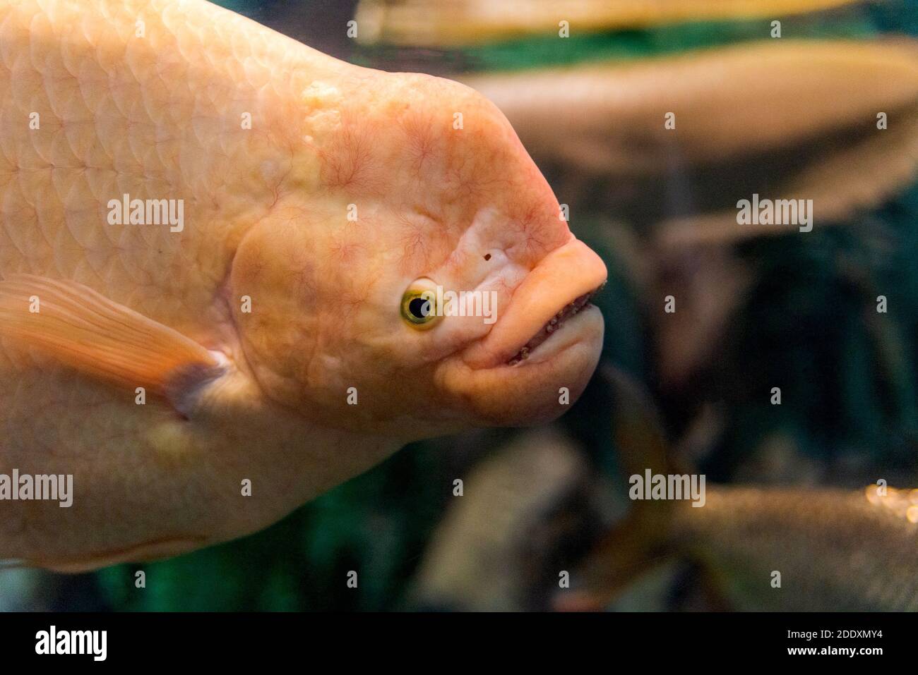 Gesicht des Riesengurami-Fisches oder Osphronemus goramy. Stockfoto