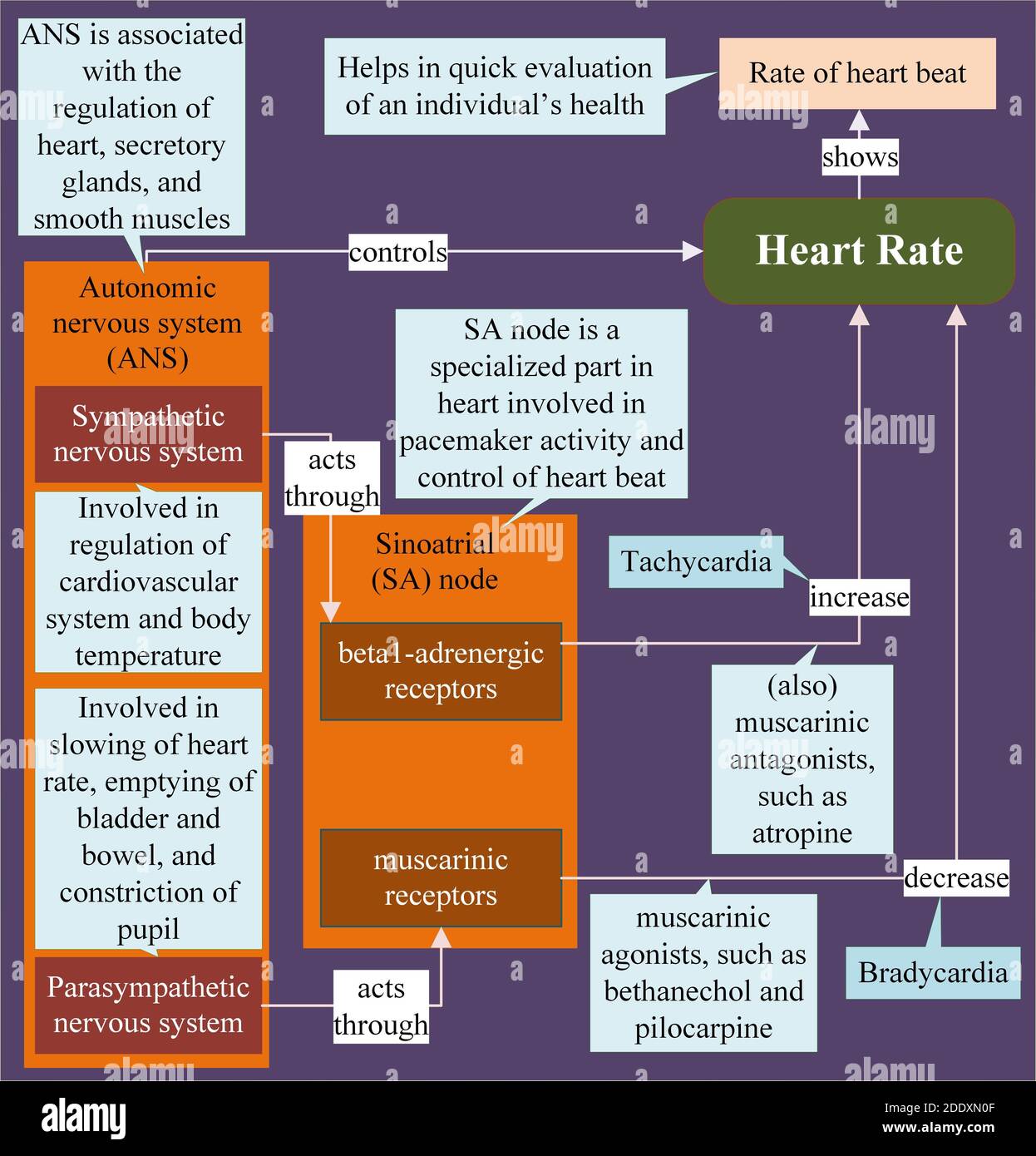 Herzfrequenz und Medikamente, die die Herzfrequenz beeinflussen Stockfoto