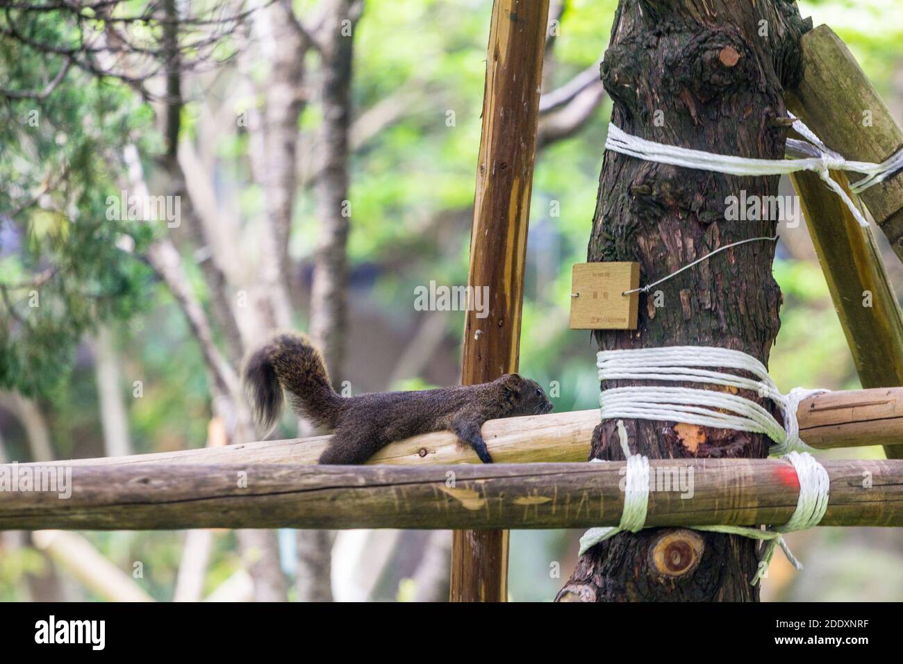 Ein Eichhörnchen im Chiang Kai Shek Memorial Hall Park in Taipei, Taiwan Stockfoto