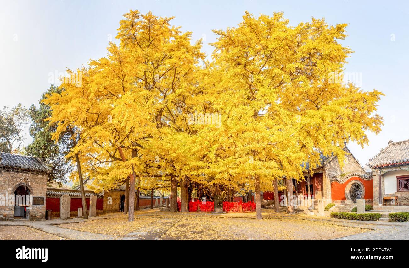 Der alte Ginkgo-Baum Stockfoto