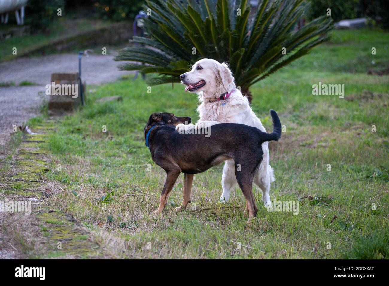 Hunde spielen im Garten Stockfoto