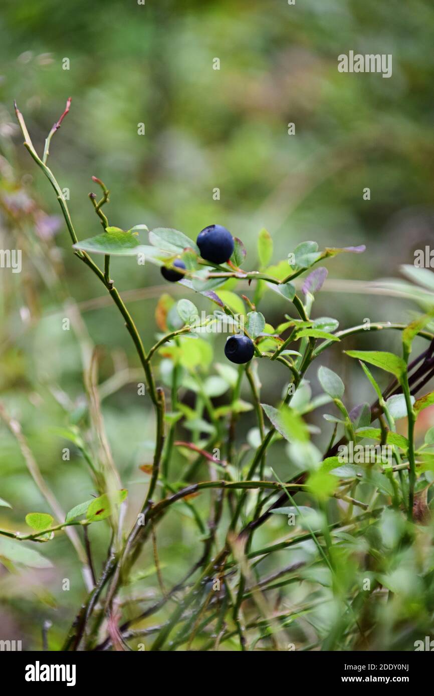 Wilde Heidelbeeren im Wald in Schweden Stockfoto