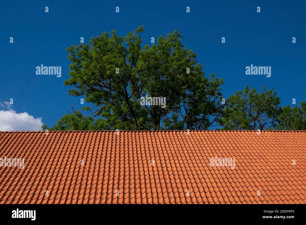 Rot gefliestes Dach und grüne Baumspitze vor blauem Himmel Hintergrund. Stockfoto