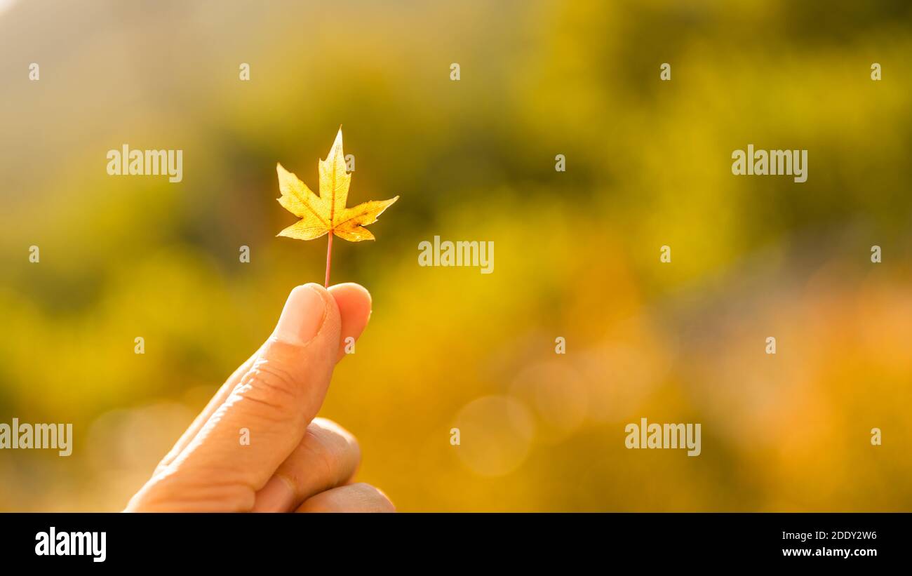 Der Herbst der Fingerspitzen Stockfoto