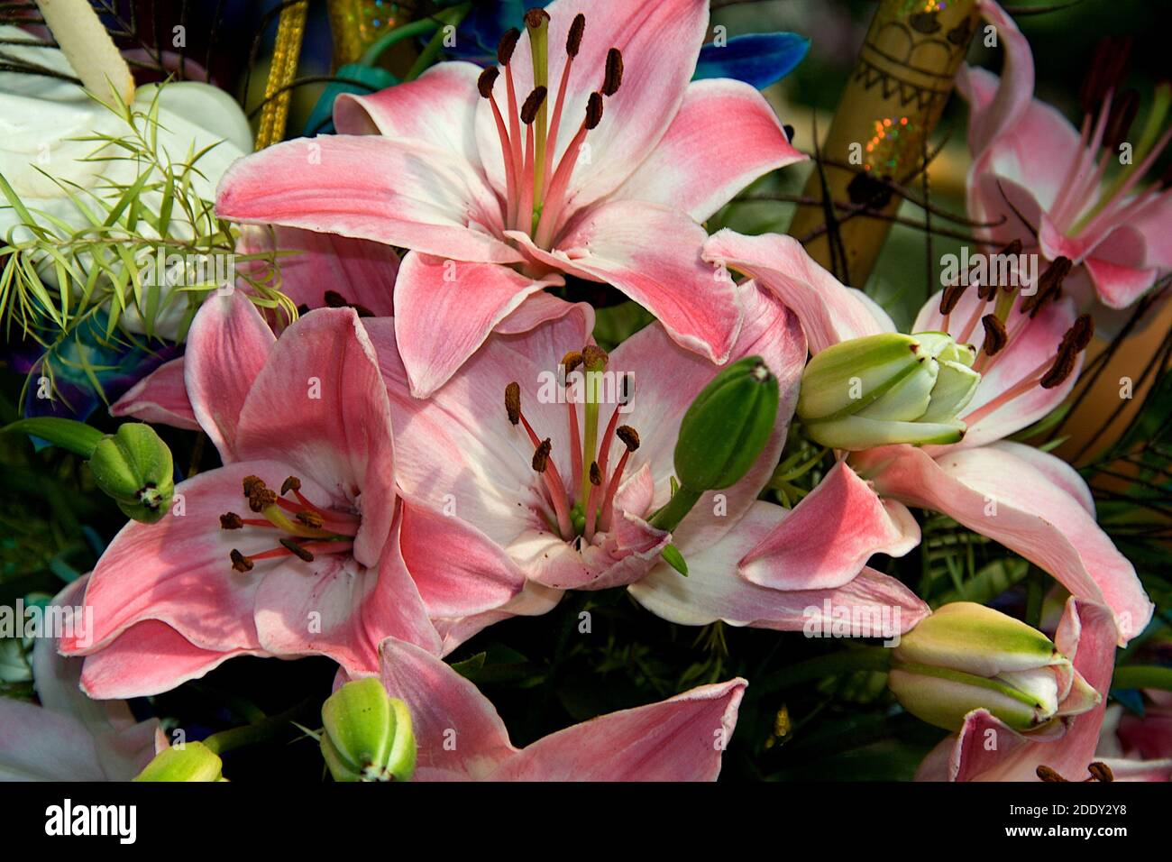 Bündel von rosa Sterngucker Lilie Blumen und Knospen auf Republic Day Gartenschau in Lalbagh Botanical Garden, Bengaluru, Karnataka, Indien, Asien Stockfoto