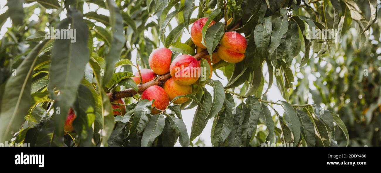 Süße Bio-Nektarinen auf Baum im großen Garten. Banner. Sommer. Herbst. Ungarn Stockfoto