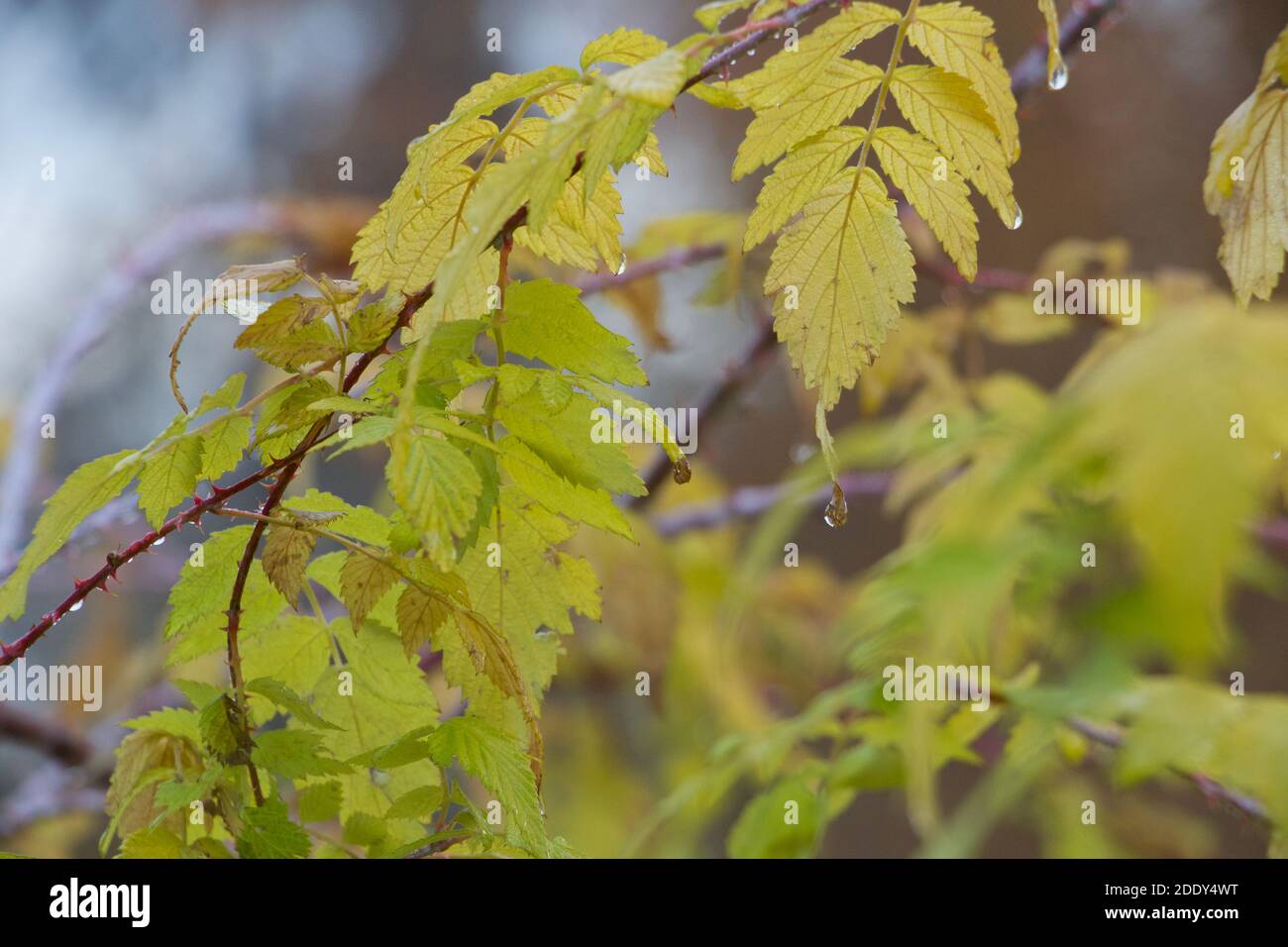 Limegrüne Blätter glitzern nach dem Regen Stockfoto