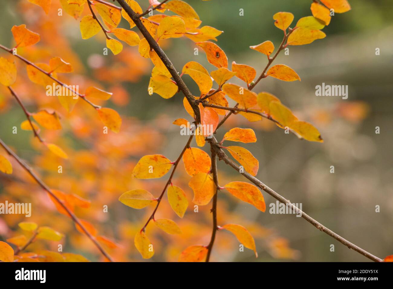 Orangefarbene und gelbe sanfte Blätter aus ruhigen Gärten Stockfoto