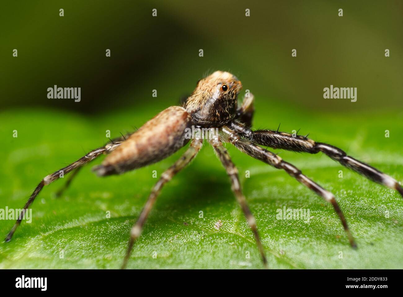 Bronze Jumping Spider (helpis minitabunda) von hinten betrachtet Stockfoto