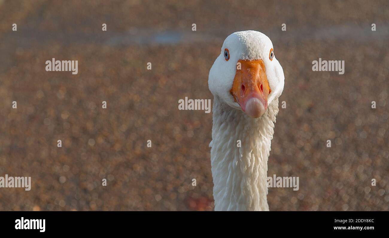 Nahaufnahme des Gesichts der Gans Stockfoto