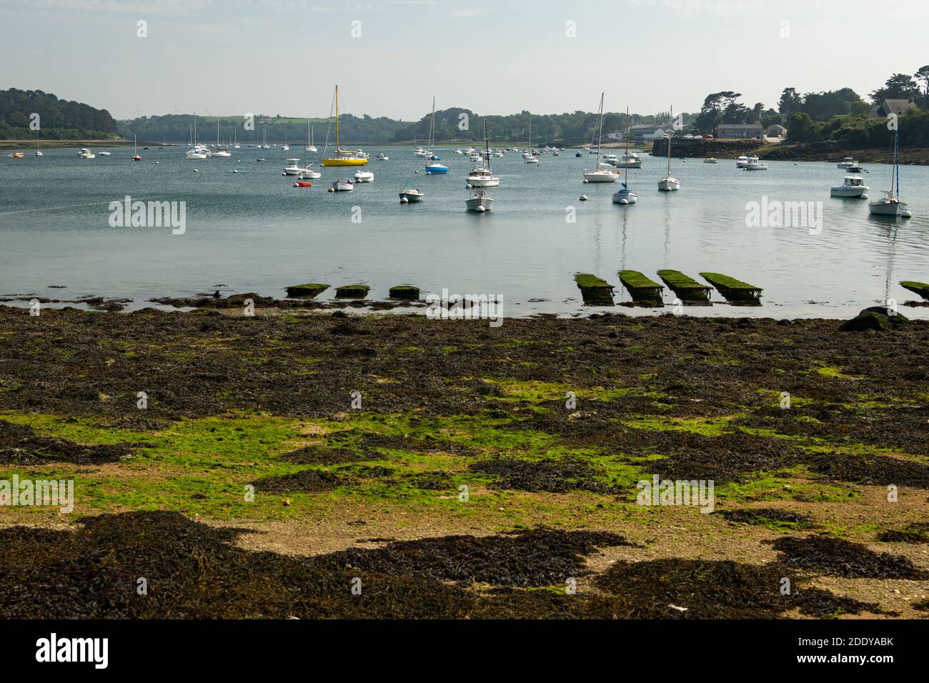 Aber benoit in der Bretagne (Frankreich) an einem sonnigen Tag im Sommer, Ebbe, grüne Algen Stockfoto