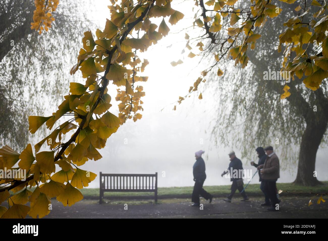 Ginkgo biloba Blätter und Menschen, die entlang der Flussufer im Herbst an einem nebligen Novembertag, St. Nicholas Park, Warwick, Großbritannien Stockfoto