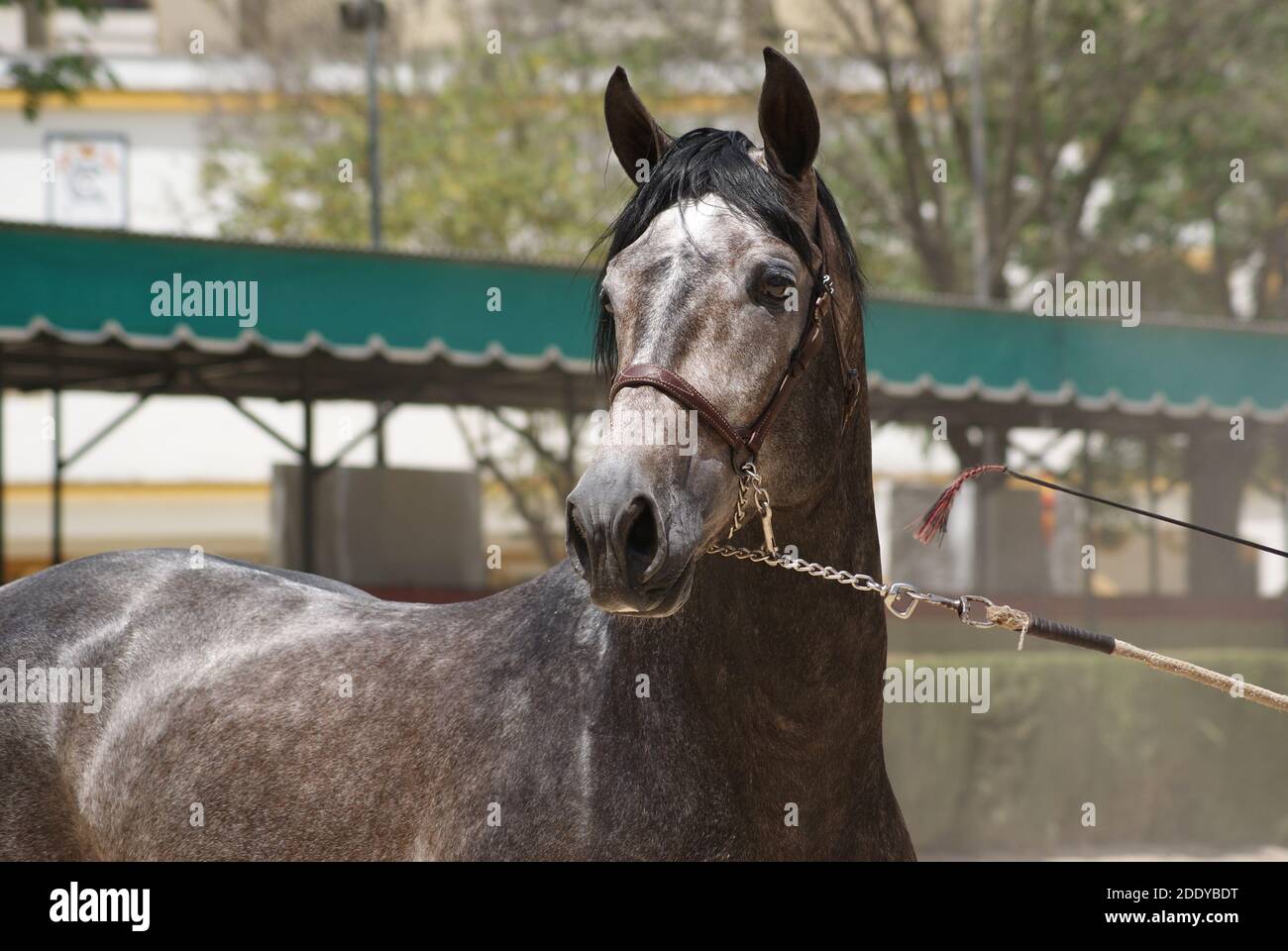 Gesichtsbildnis eines Siegerhengstes hispano arabian in Jerez, Spanien Stockfoto