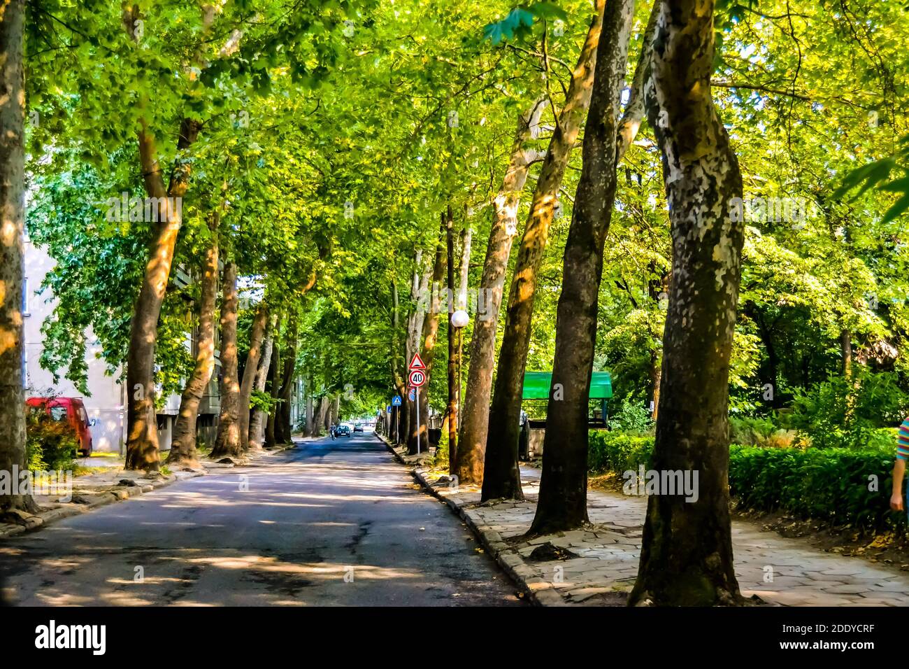 BULGARIEN, KARDZHALI, 19.08.2011. Eine asphaltierte Straße zwischen riesigen Kiefern. Stockfoto