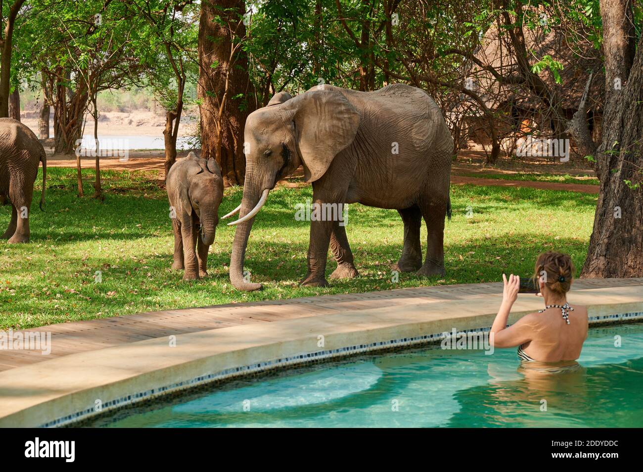 Weibliche Touristen beobachten und fotografieren afrikanische Elefanten (Loxodonta africana) aus dem Schwimmbad des Nkwali Camp, South Luangwa National Park Stockfoto