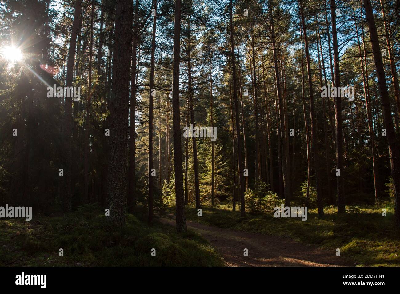 Wandern im Wald an einem sonnigen Novembertag im Waldviertel, Österreich, Europa Stockfoto