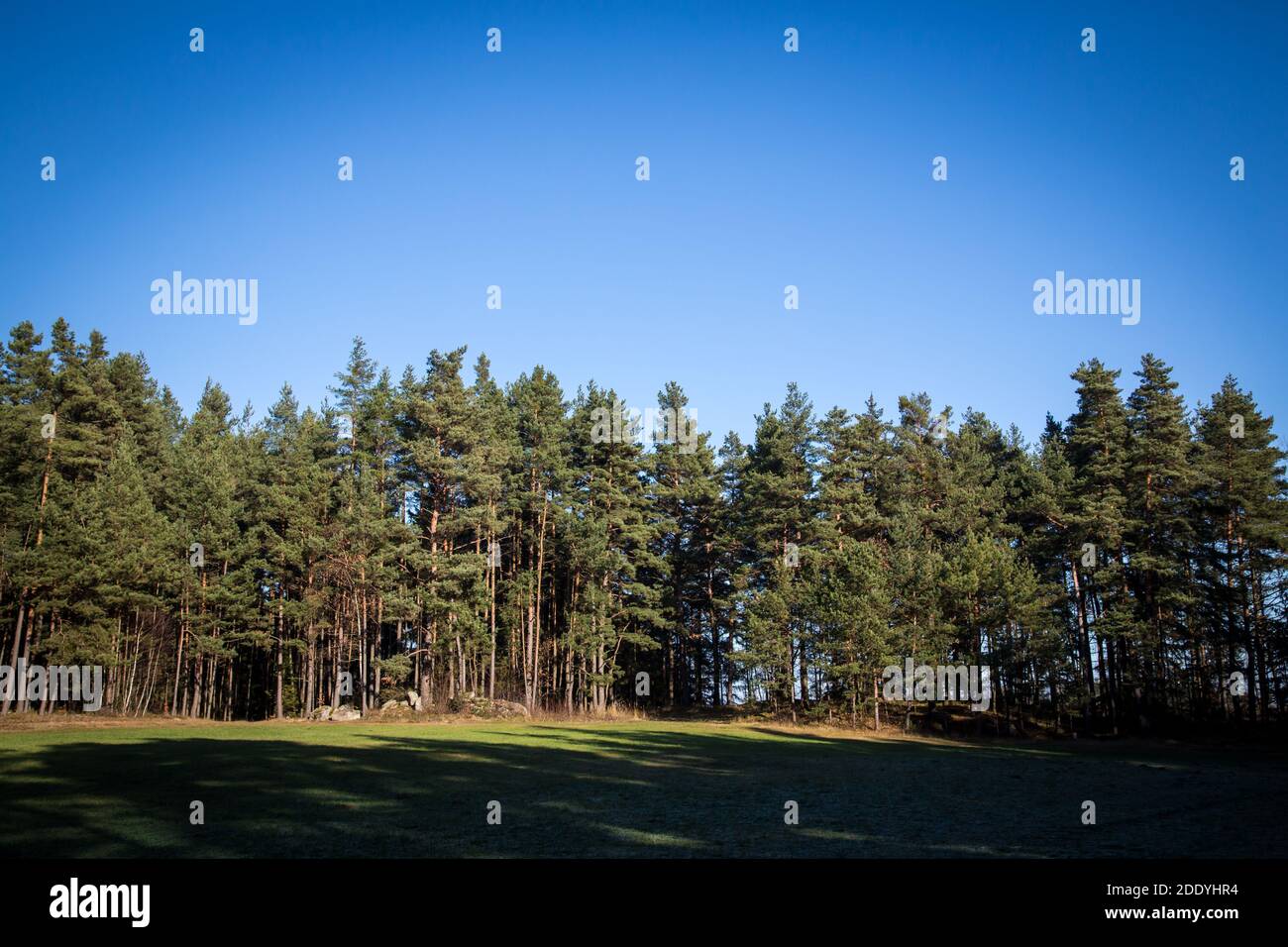 Wandern im Wald an einem sonnigen Novembertag im Waldviertel, Österreich, Europa Stockfoto