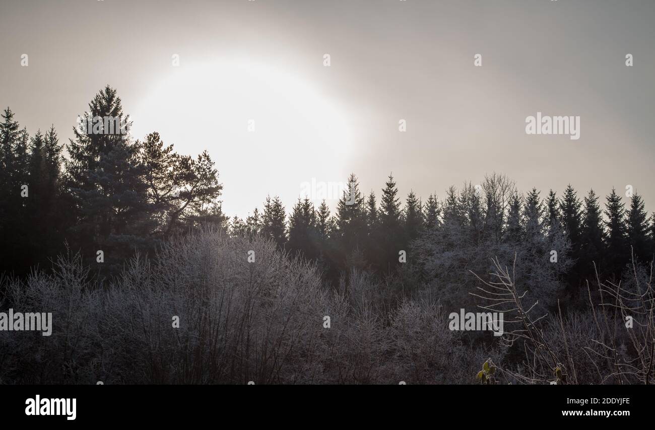Winterlandschaft im Waldviertel, Österreich an einem frostigen Morgen Stockfoto