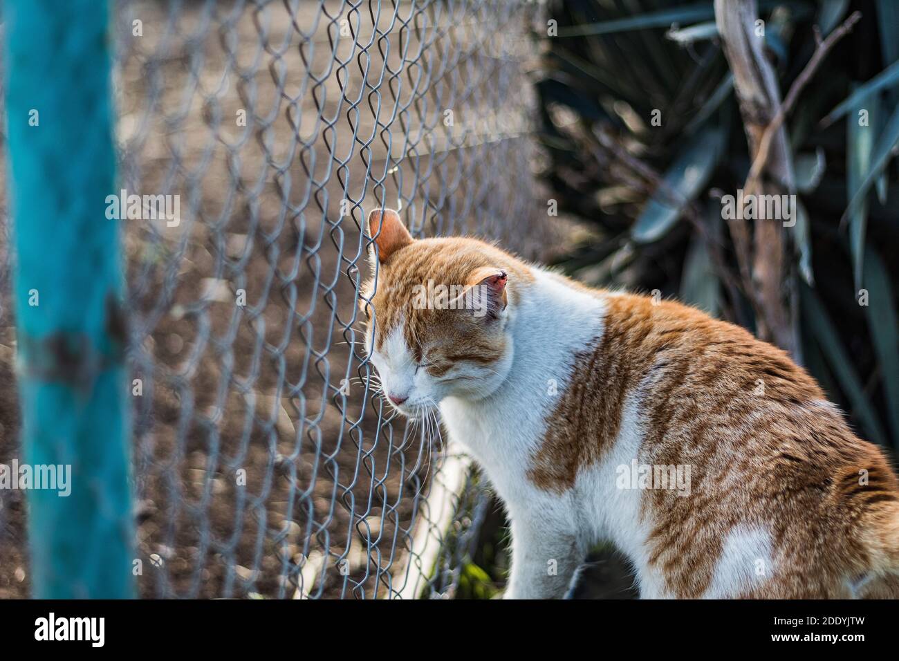 Eine Katze, die im Zoo herumschlendert Stockfoto