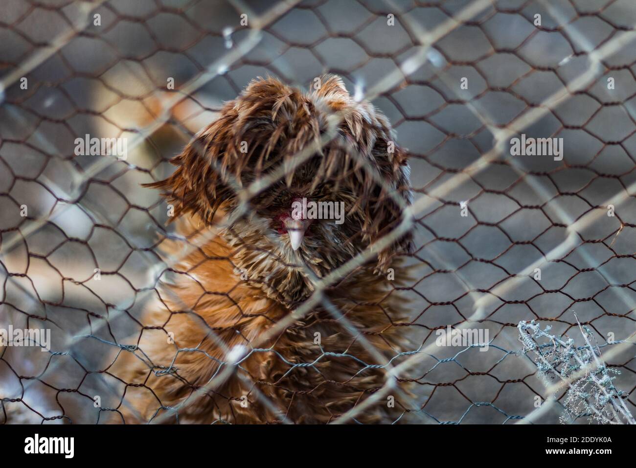Seltsamer Vogel im Zoo Stockfoto