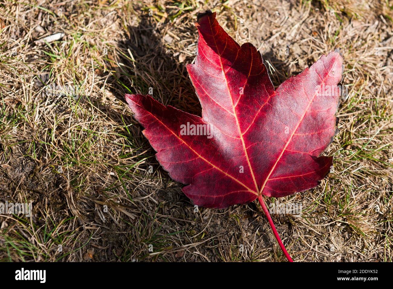 Karmesinrote Ahornblätter auf dem Boden im frühen Herbst, Leonardslee Gardens, West Sussex, England, Großbritannien Stockfoto