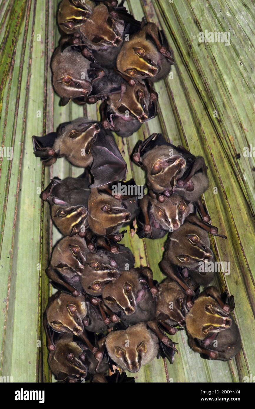 Zelt-Herstellung Fledermaus (Uroderma bilobatum) roost, Costa Rica Stockfoto