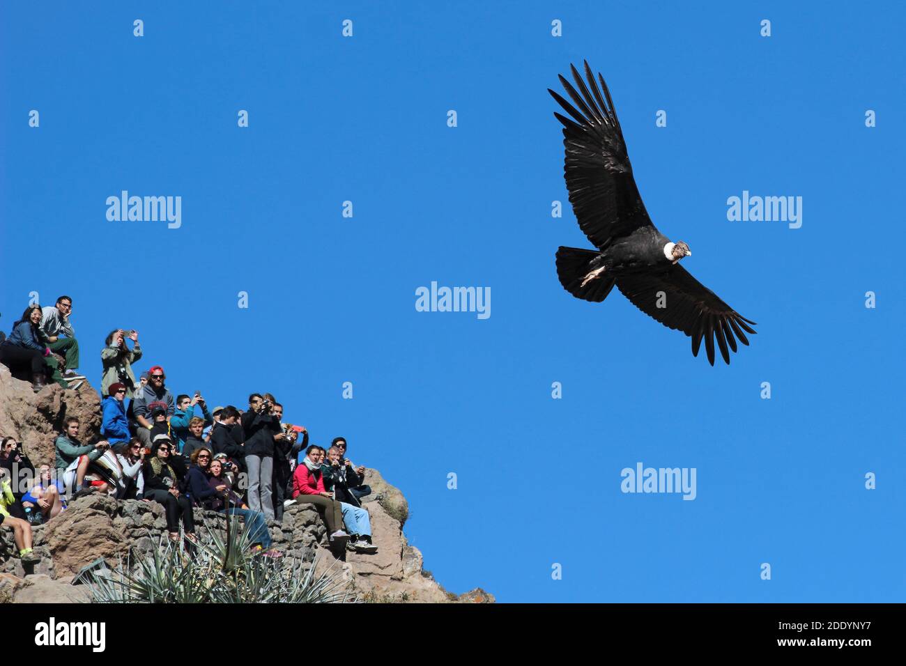 Andenkondor Vultur gryphus mit Besuchern, Colca Canyon, Peru Stockfoto