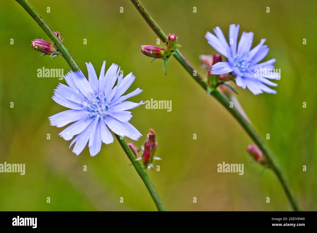 Gewöhnliche Chicory Blumen (Cichorium intybus) auf grünem Hintergrund. Selektiver Fokus. Flacher Freiheitsgrad Stockfoto