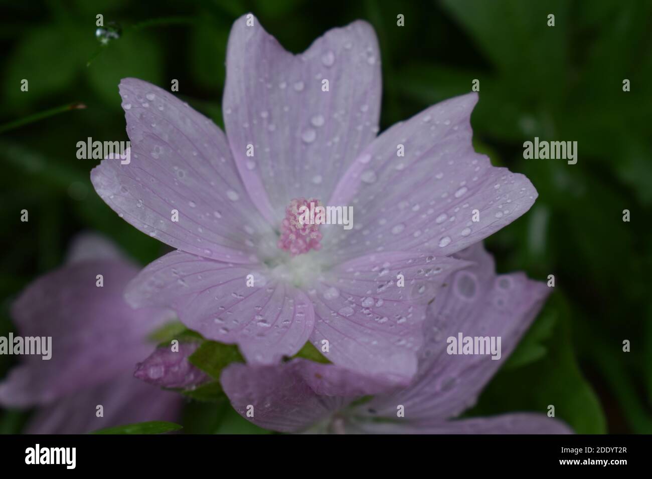 Une mauve sauvage après la pluie Stockfoto