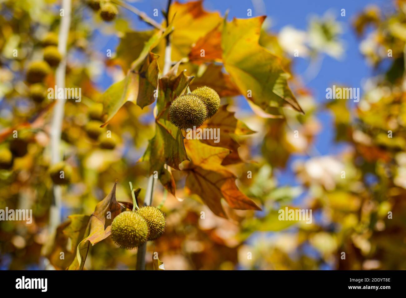 Artikeldetails mit herbstlichen Ahornblättern und Früchten im Licht einer Novembersonne. Stockfoto
