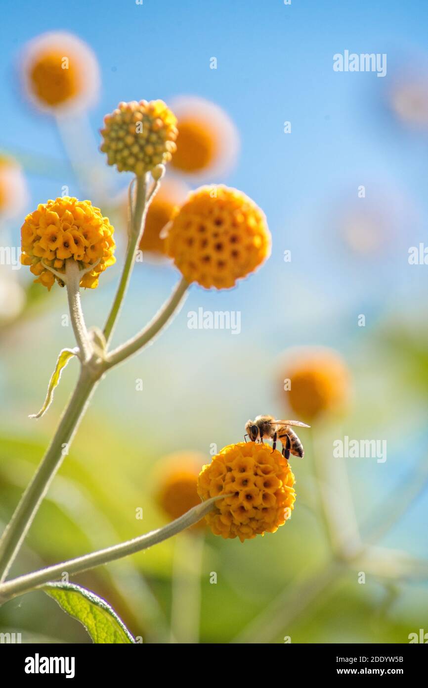 Bienenfütterung auf Orange Pompom Blume Budlea in Englisch Land Garten Stockfoto