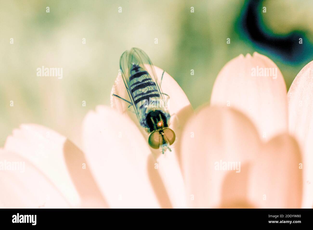 Schwebfliege fliegendes Insekt und Blume mit reflektierten Infrarotlicht erstellt - Draufsicht Stockfoto