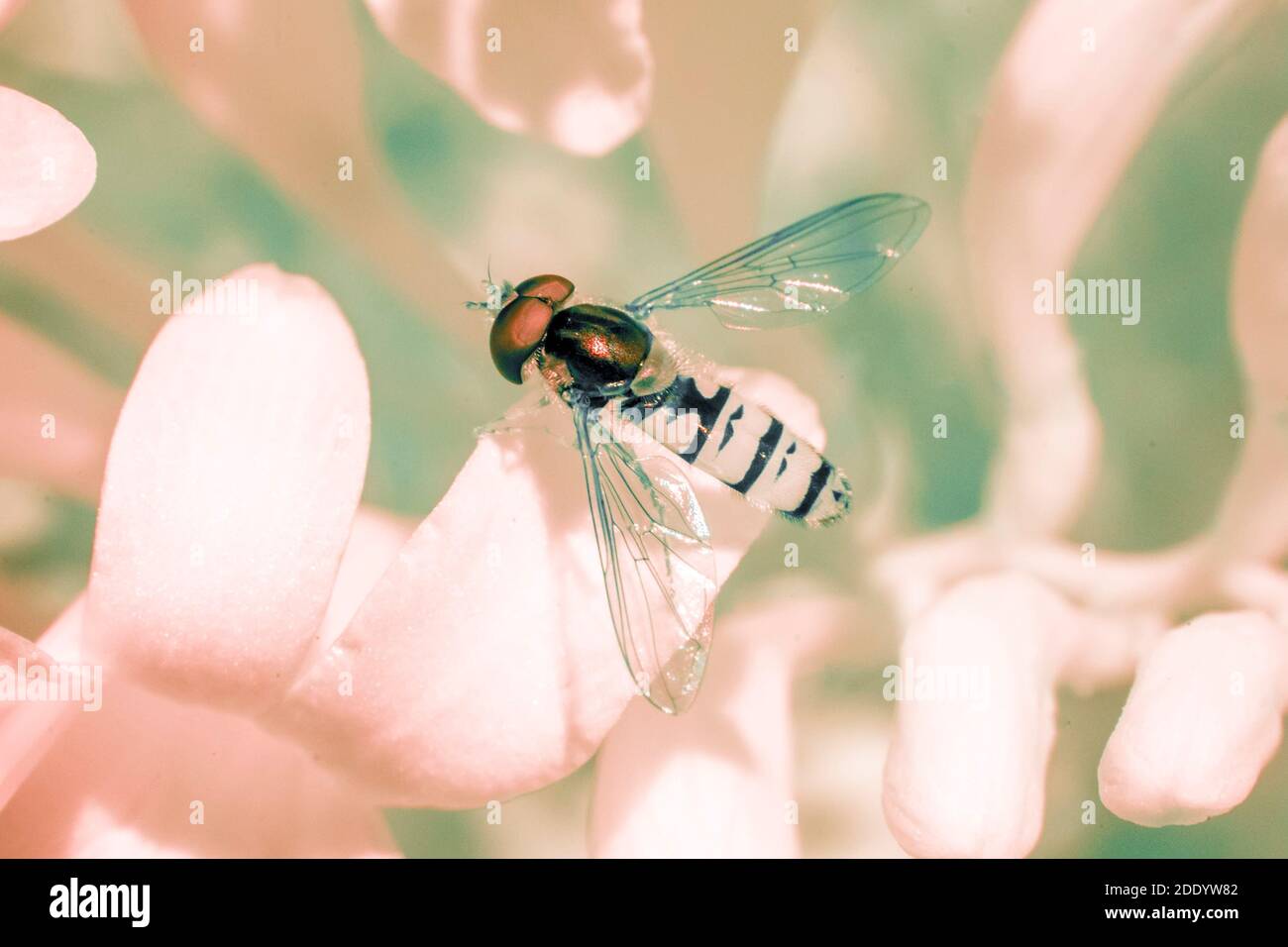 Schwebfliege fliegendes Insekt und Blume mit reflektierten Infrarotlicht erstellt - Draufsicht Stockfoto