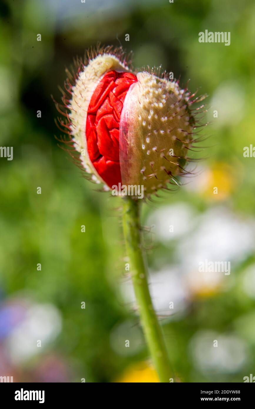 Leuchtend rote Mohnblume, die aus dem Hairy Spikey Bud Case herausbricht Stockfoto