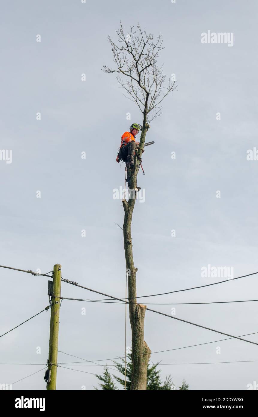 Baum-Chirurgen schneiden alte alte englische Eiche Baum mit Seile und Kettensägen vermeiden gefährliche Telefon- und Stromkabel Stockfoto