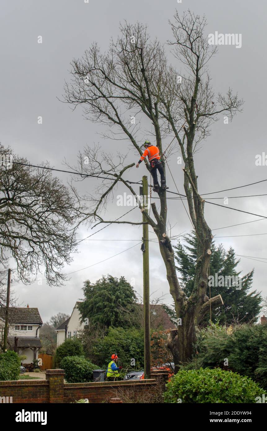 Baum-Chirurgen schneiden alte alte englische Eiche Baum mit Seile und Kettensägen vermeiden gefährliche Telefon- und Stromkabel Stockfoto