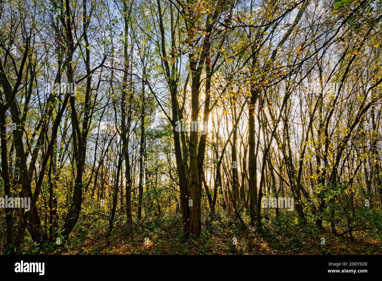 Eine niedrige Herbstsonne scheint hinter einem Bildschirm von hohen Baumstäben. Stockfoto