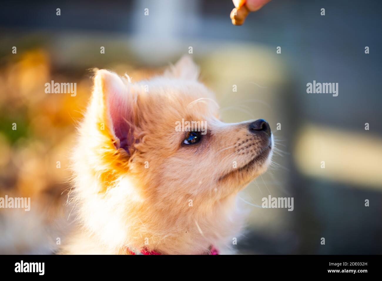 Pommersche Welpen im Laub, süßer Hund Stockfoto