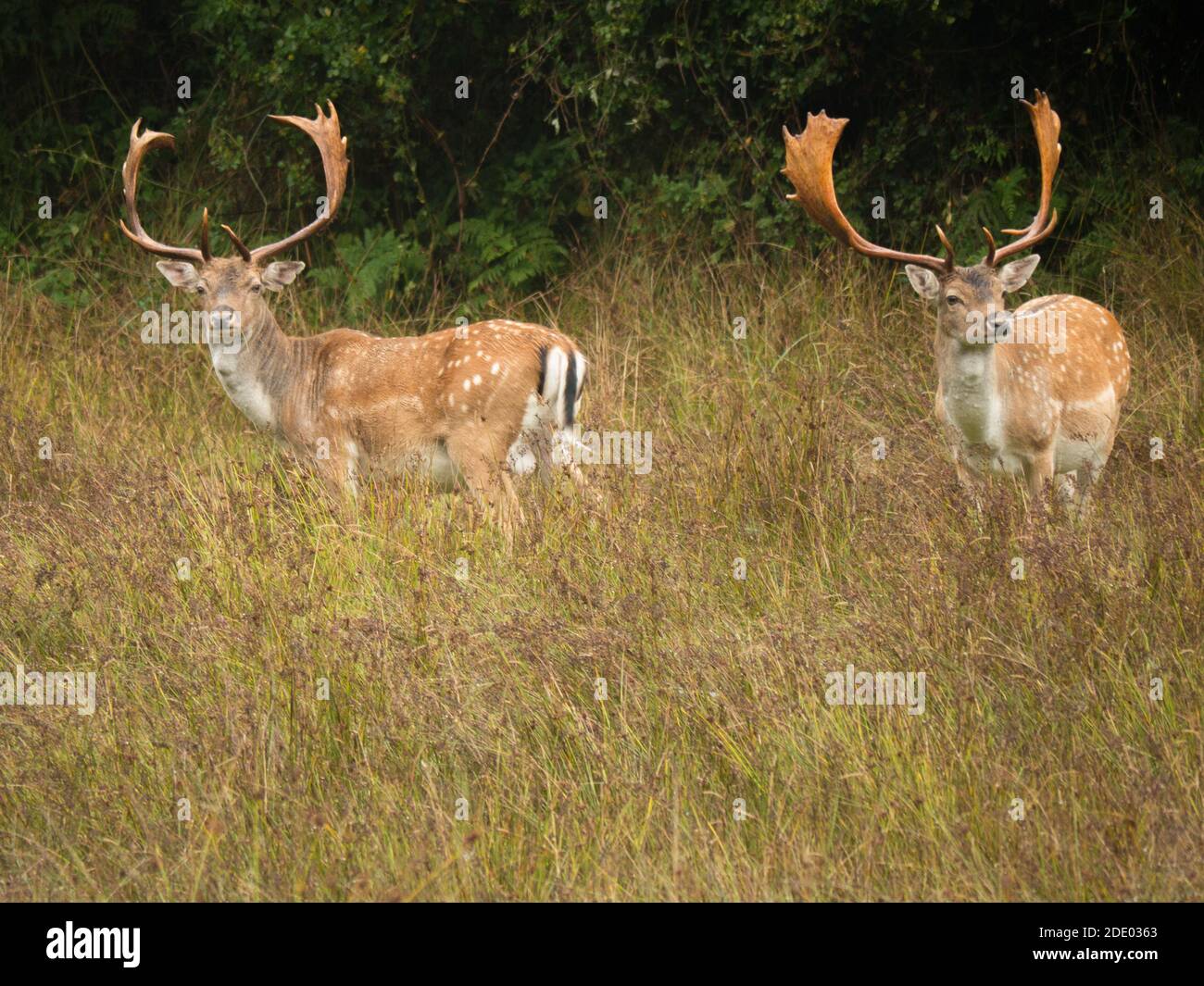 Sika Stags, Nationalpark New Forest Stockfoto