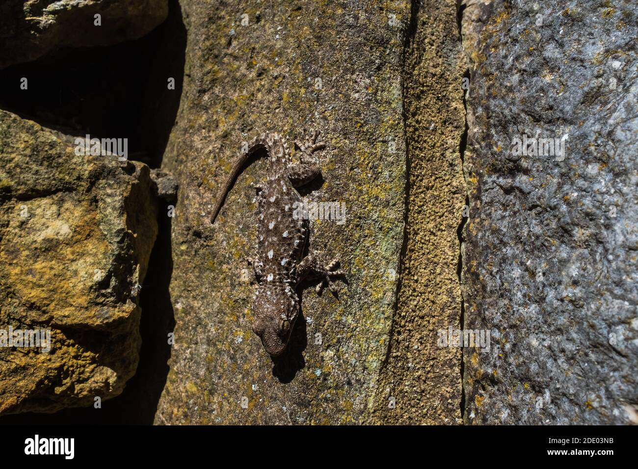 Der Maurische Gecko (Tarentola mauritanica) ist eine typische Art der mediterranen Macchia. Dieses Beispiel im Hinterhalt auf einem Felsen, fotografiert in Portugal. Stockfoto