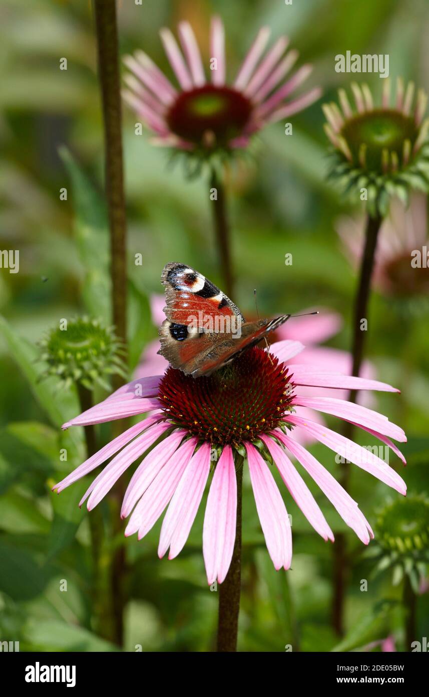 Schmetterling thront auf einer Blumenblume Stockfoto